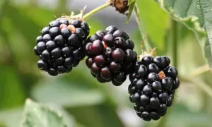 Kiedy jest sezon na jeżyny? Odkryj najlepszy czas na zbiór tych owoców