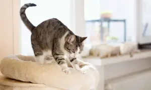 A tabby cat stretches on a plush cat tree, its paws kneading the soft surface. This behavior, like purring, often signifies contentment and comfort.