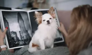 Urocza chihuahua długowłosa siedzi obok otwartego albumu ze zdjęciami.
