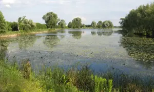 Jezioro Powsinkowskie - ukryty skarb Warszawy z bogatą przyrodą