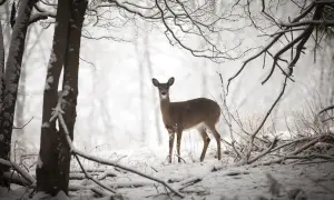 Czym się sarna żywi? Odkryj, co je w różnych porach roku