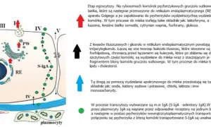 Kiedy pojawia się mleko w piersiach? Zaskakujące fakty o laktacji