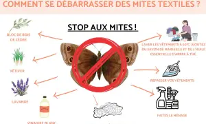 Stop aux mites textiles ! Découvrez des remèdes de grand-mère : bois de cèdre, vétiver, lavande, vinaigre blanc, lavage à 60°C, repassage, ménage et pièges.