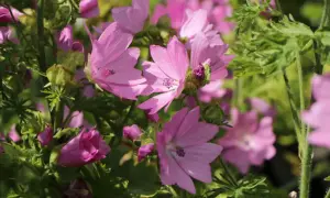 Zarte rosa Blüten der Moschus-Malve entfalten sich im Sonnenlicht, umgeben von grünem Laub.
