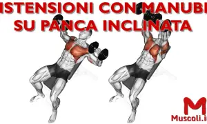 Uomo esegue distensioni con manubri su panca inclinata, evidenziando i muscoli pettorali e deltoidi anteriori.