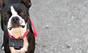 Boston Terrier z kamerą na obroży. Czy obroża elektryczna jest legalna w Polsce? To pytanie nurtuje wielu właścicieli psów.