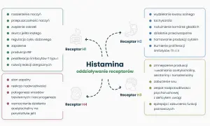 Schemat przedstawia działanie histaminy na receptory H1-H4, wpływając na zapalenie, reakcje alergiczne, trawienie i funkcje neurologiczne.