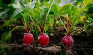 Drei rote Radieschen wachsen im Boden. Bald ist Zeit, wann Radieschen ernten, um sie frisch zu genießen.