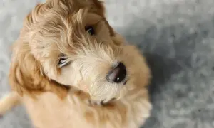 Uroczy goldendoodle mini z puszystą, złotą sierścią patrzy z góry z zaciekawieniem.