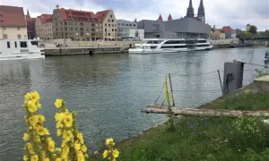 Schiff auf der Donau vor Regensburgs Highlights: historische Gebäude, Domtürme und blühende Wiesen.