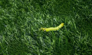 Oruga verde brillante sobre césped artificial. Un problema que requiere insecticida para césped artificial.