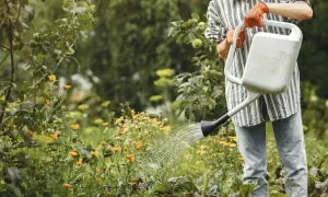 Osoba w rękawiczkach podlewa ogród, starając się nie zaszkodzić kwiatom, które walczą z najgorszymi chwastami.