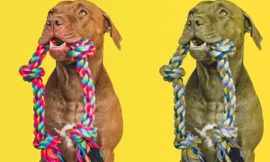 Two dogs, one brown and one grey, chew on colorful ropes. This image hints at how dogs see the world, focusing on textures and movement.