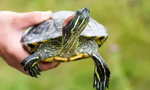 Żółw w Polsce, trzymany w dłoni, z charakterystycznymi czerwonymi paskami na głowie i zielono-żółtymi wzorami na szyi.
