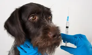 A brown dog looks nervously at a syringe held by a gloved hand, hinting at potential leptospirosis vaccine side effects.
