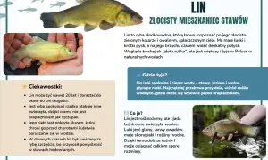 Lin, złocisty mieszkaniec stawów, to ryba słodkowodna. Widać go na zdjęciach z Goczałkowic.