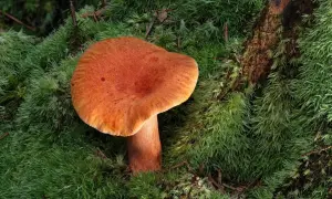 Pomarańczowy rydz wyrasta z gęstego mchu. To znak, że rosną rydze, idealne na jesienny obiad.