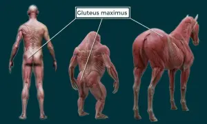 Descubre el músculo más grande: Glúteo mayor, tu motor oculto