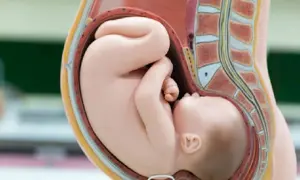 Model anatomiczny pokazuje dziecko w łonie matki. Czy dziecko w brzuchu jest głodne? Wygląda na spokojne i zrelaksowane.