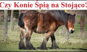 Czy konie śpią na stojąco? Odkryj tajemnice ich snu i bezpieczeństwa