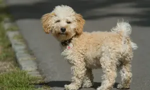 Uroczy, dorosły pies maltipoo z kręconą, kremową sierścią stoi na chodniku, patrząc w stronę obiektywu.