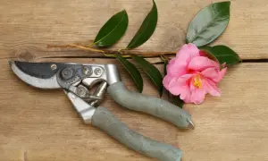 Gartenschere neben einer rosa Kamelie mit grünen Blättern auf Holz. Zeit für das Kamelie schneiden.