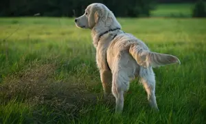 Złoty retriever na łące, zastanawia się, dlaczego pies goni ogon.