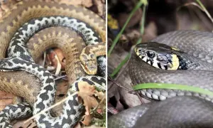 Två ormar i skogen: en huggorm med sitt karaktäristiska sicksackmönster och en snok med gul krage.