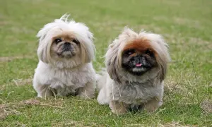 Dwa urocze pieski, shih tzu i pekińczyk, siedzą na trawie, wyglądając na zadowolone.