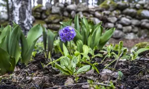 En lila aprilblomma reser sig stolt bland gröna blad och en stenmur i bakgrunden.
