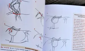 Ilustracje pokazują, jak dopasować siodło do konia, analizując ruch łopatek.