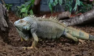 Jak zmniejszyć wilgotność w terrarium i uratować rośliny oraz zwierzęta