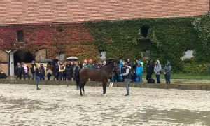 Pokaz konia i ludzi na ujeżdżalni przed budynkiem pokrytym bluszczem.