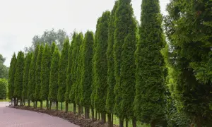 Reihe von Zypressen, die eine Hecke bilden. Sie sind eine gute Wahl, wenn Sie wissen möchten, welche Pflanzen zu Zypressen passen, da sie mit vielen anderen Nadelbäumen und Sträuchern harmonieren.