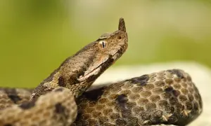 Zbliżenie na głowę węża nosatego z charakterystycznym rogiem nad okiem.
