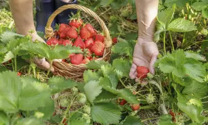 Hände pflücken frische Erdbeeren für eine Liste von Erdbeersorten. Ein Korb voller roter Früchte steht bereit.