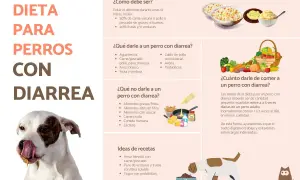Guía de dieta para perros con diarrea: qué darles, qué evitar y recetas. Incluye alimentos blandos y probióticos.