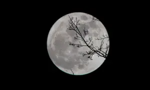 Vollmond über einem dunklen Himmel, silhouettiert von kahlen Ästen. Ein perfekter Anblick für den Mondkalender Angeln.