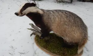 Wypchany borsuk, przykład taksydermii, stoi na mchu i gałęziach na tle ośnieżonego krajobrazu.