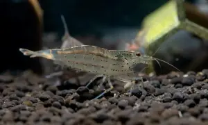 Przezroczysty krewetka amano z ciemnymi plamkami na ciele, poruszająca się po ciemnym dnie akwarium.