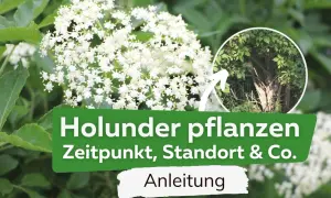 Holunder pflanzen: Anleitung für Zeitpunkt, Standort & Co. Ein blühender Holunderbusch im Fokus.