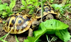 Jak wygląda żółw? Odkryj niezwykłe cechy różnych gatunków