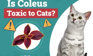 A curious cat looks up at a graphic asking "Is Coleus Toxic to Cats?" with an image of a coleus plant.