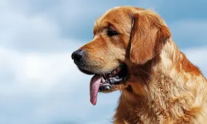 Uśmiechnięty golden retriever z językiem na wierzchu. Czy golden retriever może mieszkać w bloku? Tak, jeśli zapewni mu się odpowiednią dawkę ruchu i uwagi.