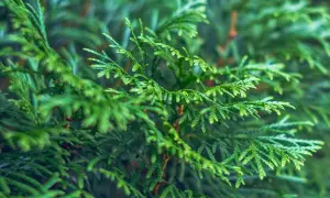Nahaufnahme von grünen Zypressenzweigen. Eine Zypresse Hecke vor- und Nachteile sind ein wichtiges Thema für Gärtner.