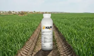 Butelka środka ochrony roślin HAPI 250 EC na tle pola zboża, gdzie pospolity chwast zbożowy stanowi problem.