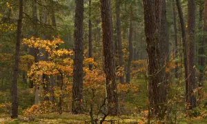 Gdzie leży Kampinoski Park Narodowy? Odkryj jego bliskość do Warszawy