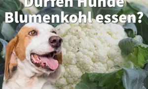 Ein Hund schaut neugierig auf einen großen Blumenkohl. Die Frage "Dürfen Hunde Blumenkohl essen?" wird gestellt.
