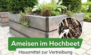 Ameisen im Hochbeet: Ein Detailbild zeigt eine Kolonie von Ameisen, die sich in einem hölzernen Hochbeet eingenistet hat.