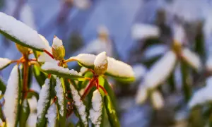 Zielony rododendron na pniu, pokryty śniegiem, z pąkami kwiatowymi czekającymi na wiosnę.
